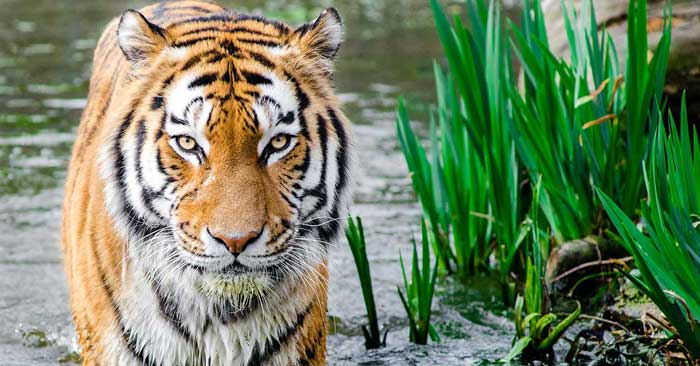 Embrace The Roar: What It Means To Be Fierce In Business | The Women's Accountant